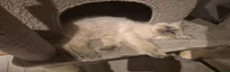 Ragdoll cats for sale: Very friendly ragdoll kittens - Advert 7
