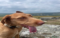 Hungarian Vizsla dogs for sale: 1 Year old Hungarian Viszla - Harlow - Image 3