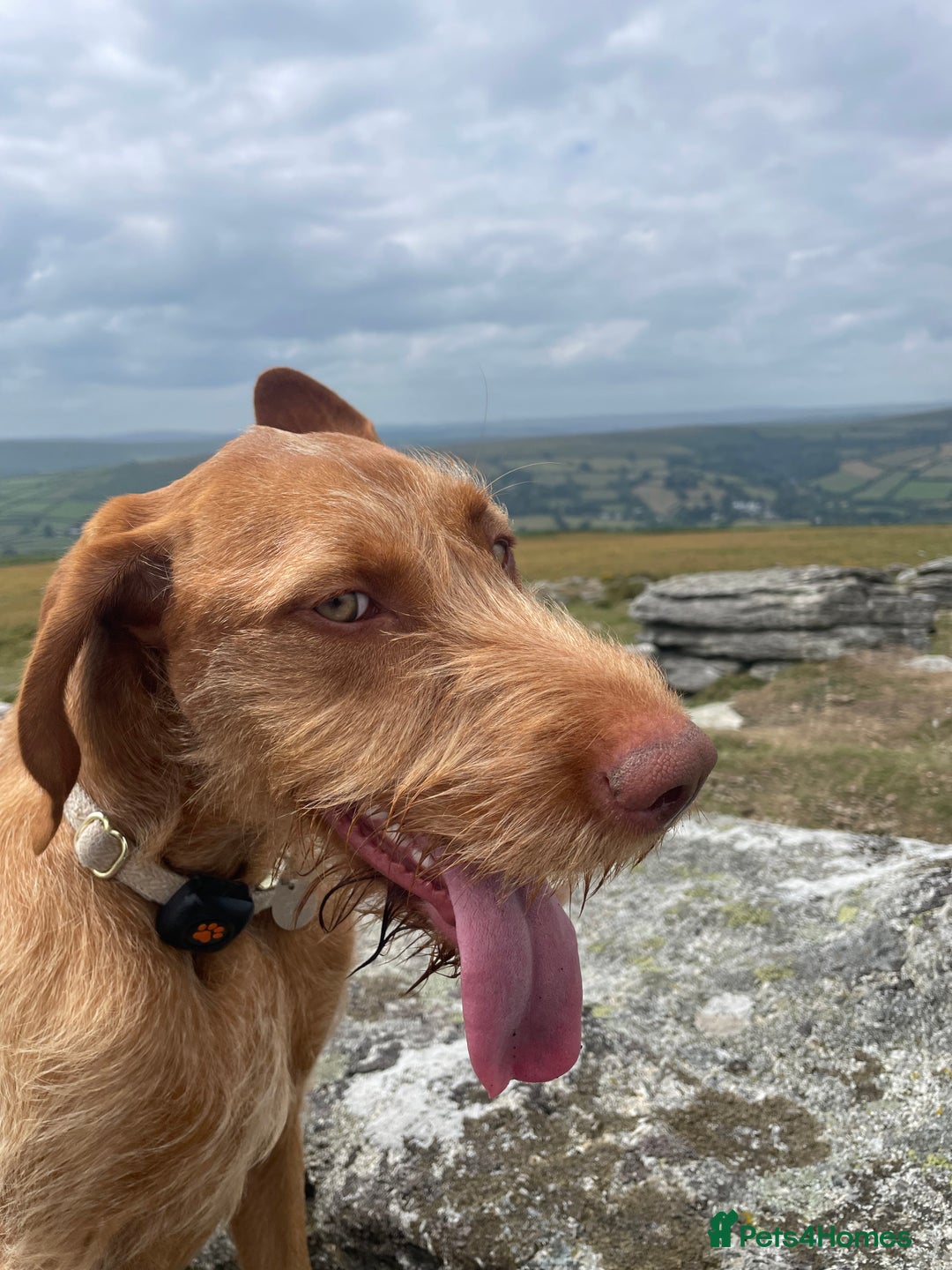 Hungarian Vizsla dogs for sale: 1 Year old Hungarian Viszla - Harlow - Image 3