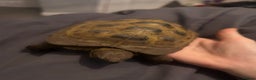 Tortoise reptiles for sale: Tortoise x 2 males - Advert 2