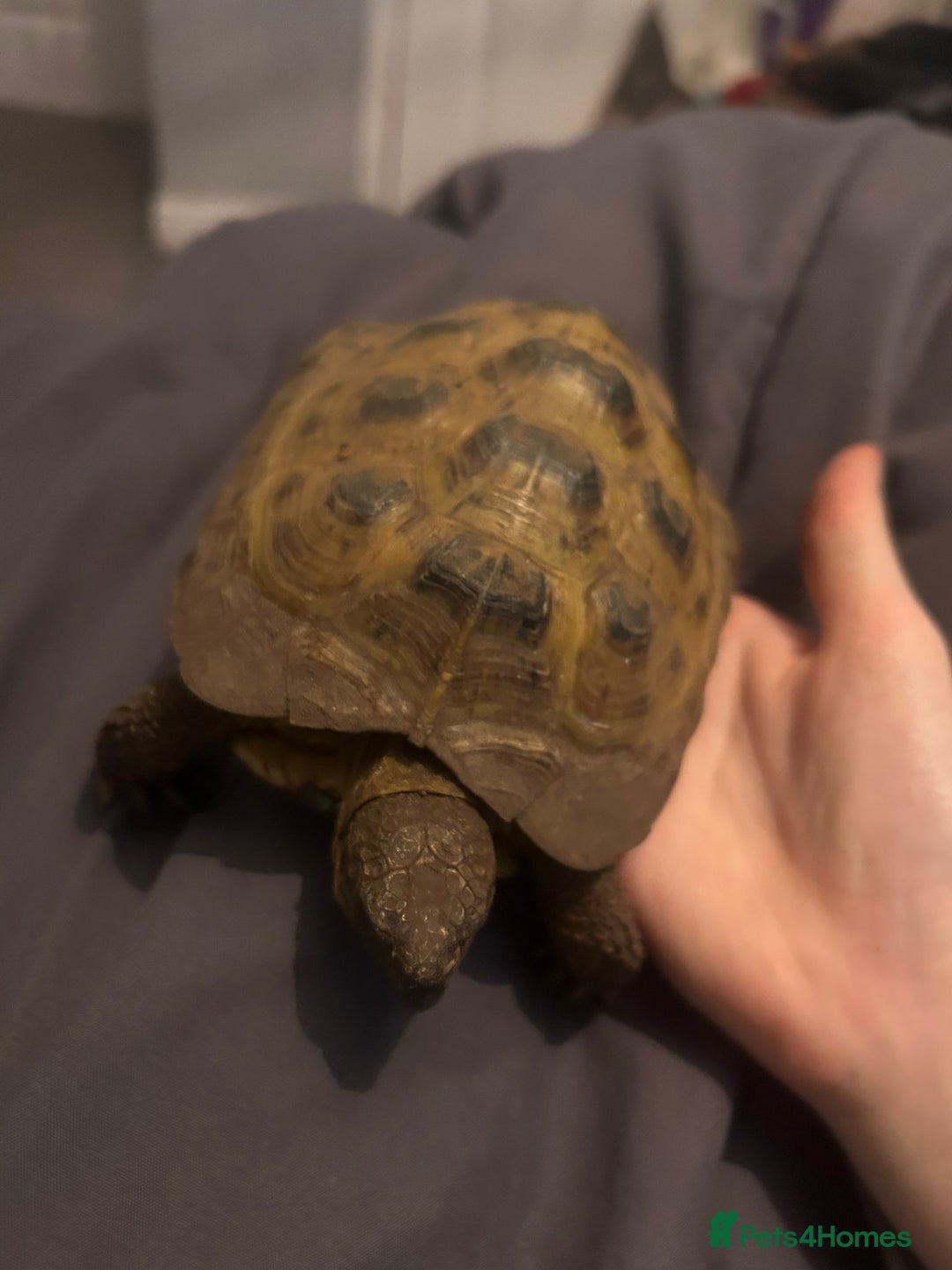 Tortoise reptiles for sale: Tortoise x 2 males - Advert 2