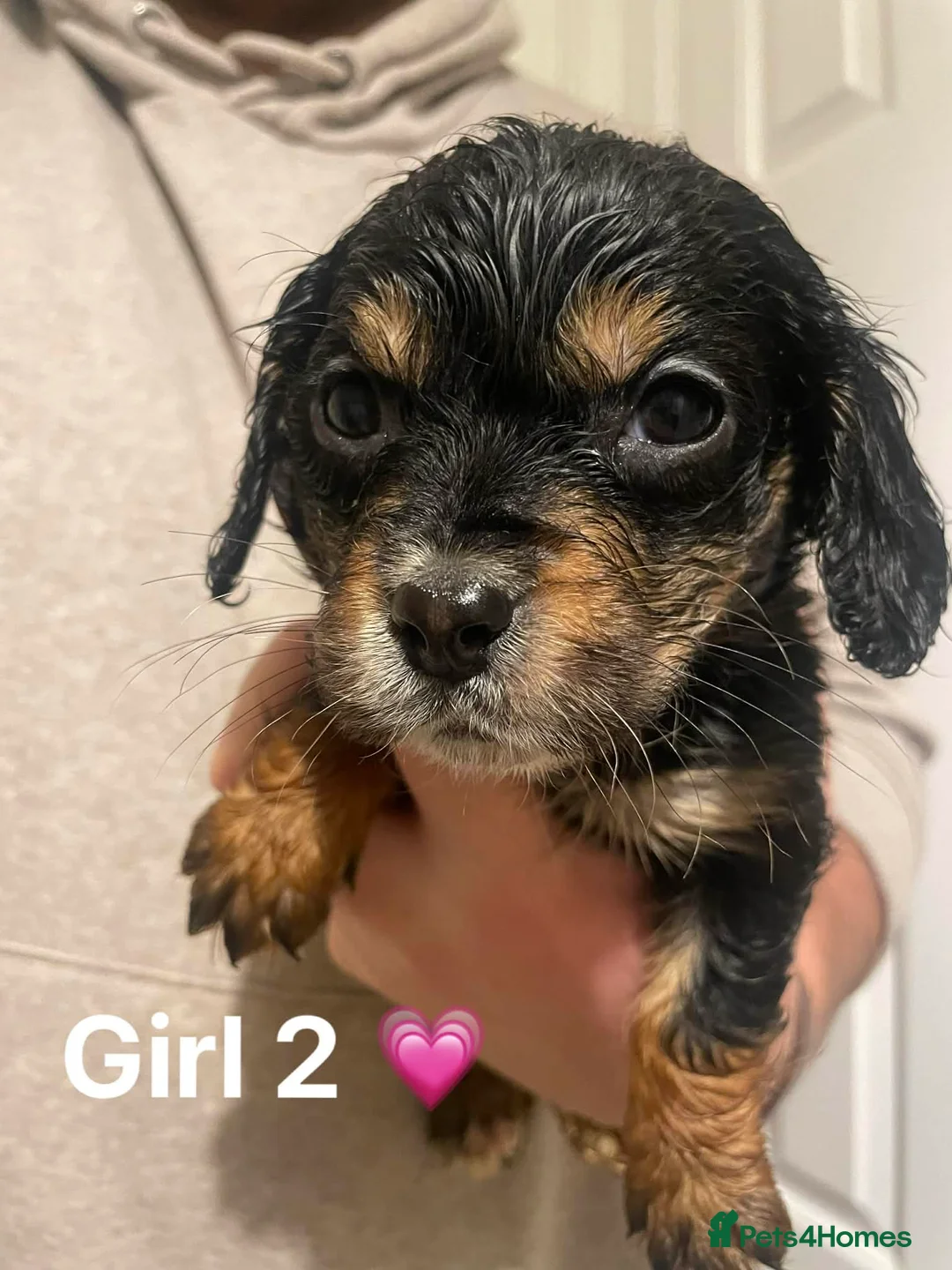 Cockapoo dogs for sale: Cockapoo Puppies (2 Boys, 2 Girls) - Advert 8