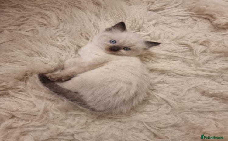 Ragdoll cats - Advert 2