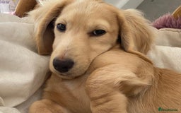 Dachshund dogs for stud: Cream Mini Long boy STUD  - Advert 3