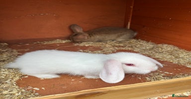 Mixed Breed rabbits - Advert 3