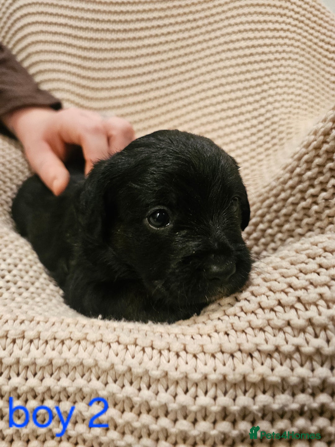 Mixed Breed dogs for sale: Froodle puppies  - Advert 16