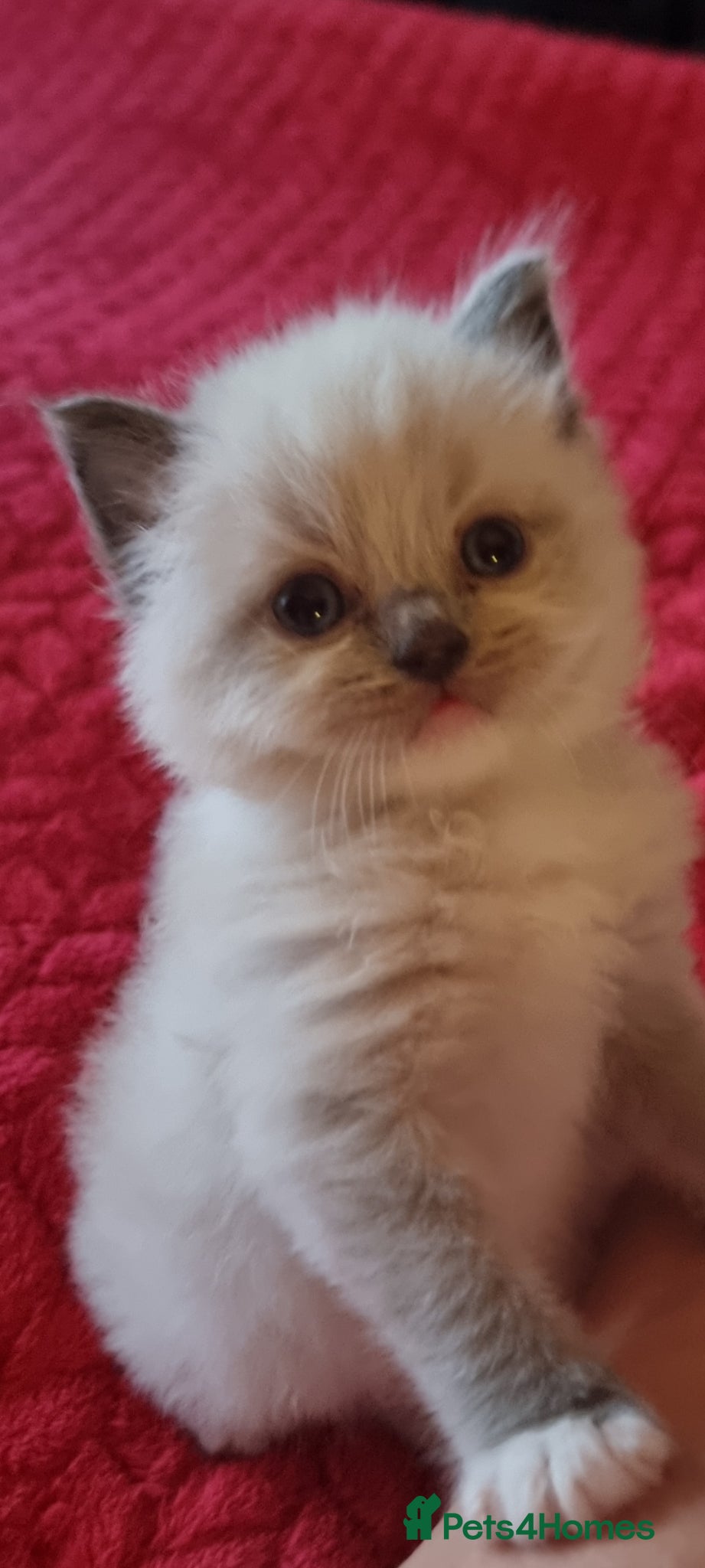 Ragdoll cats for sale: Ragdoll  - Advert 18