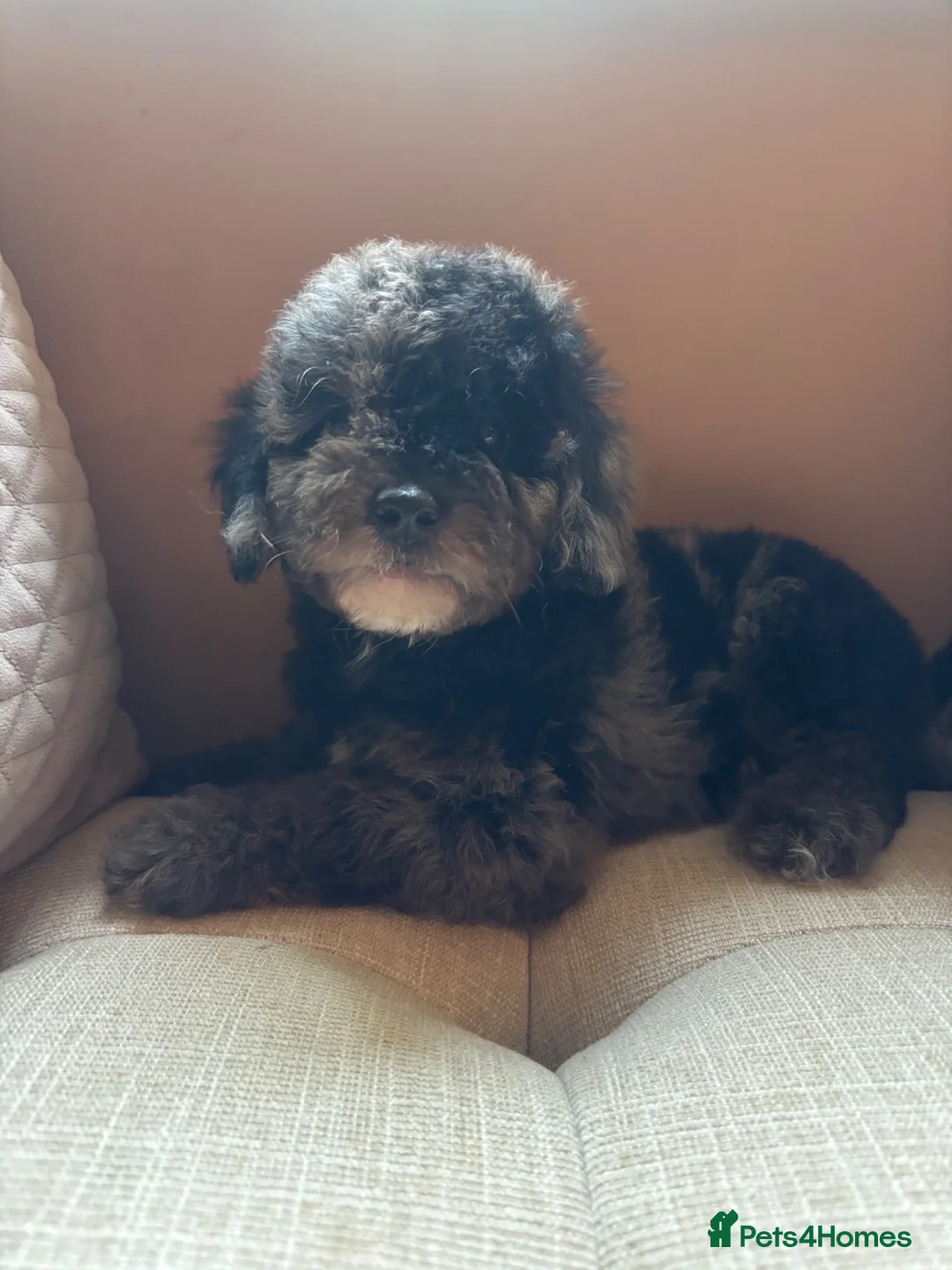 Cavapoo dogs for sale: Exceptional curly coat health tested cavapoo pups in Otley - Advert 1