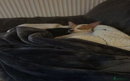 Chihuahua dogs for sale: Puppy  - Image 7