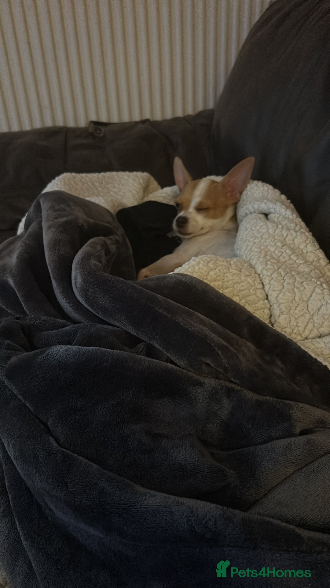Chihuahua dogs for sale: Puppy  - Image 7