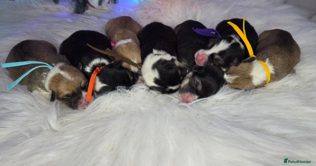 Welsh Corgi Pembroke dogs for sale: Outstanding Welsh Pembroke Corgi Puppies - Advert 3