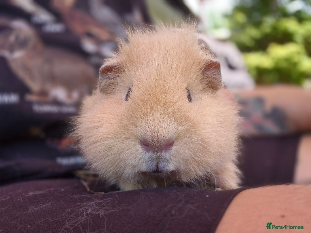 Guinea Pig rodents for sale: John & Casey bonded brothers - Image 9