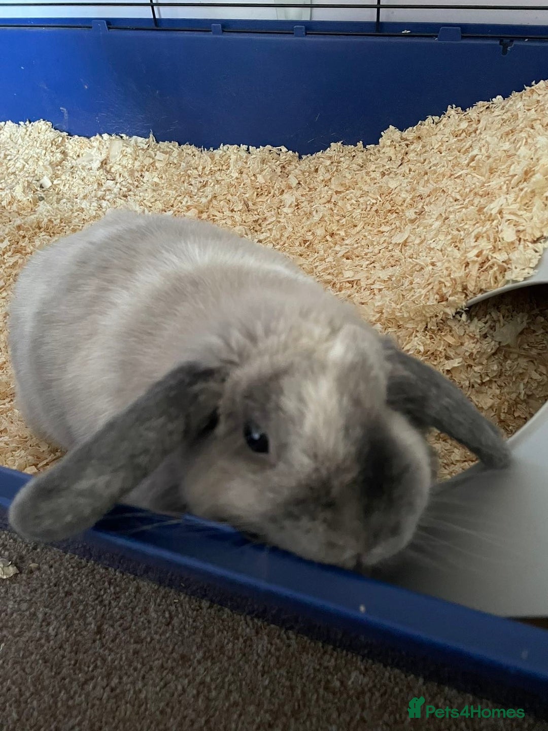 Mixed Breed rabbits for sale: Free to a good home  - Advert 2