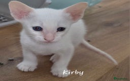 Balinese cats for sale: 8 supersoft purebred GCCF reg Balinese variants - Image 12