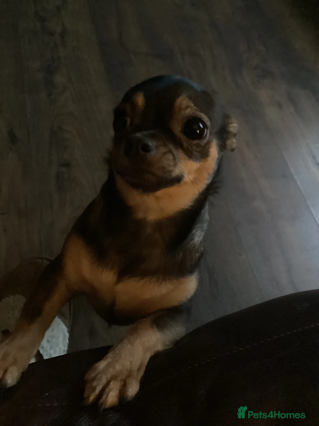 Chihuahua dogs for sale: Girl chihuahua  - Advert 2