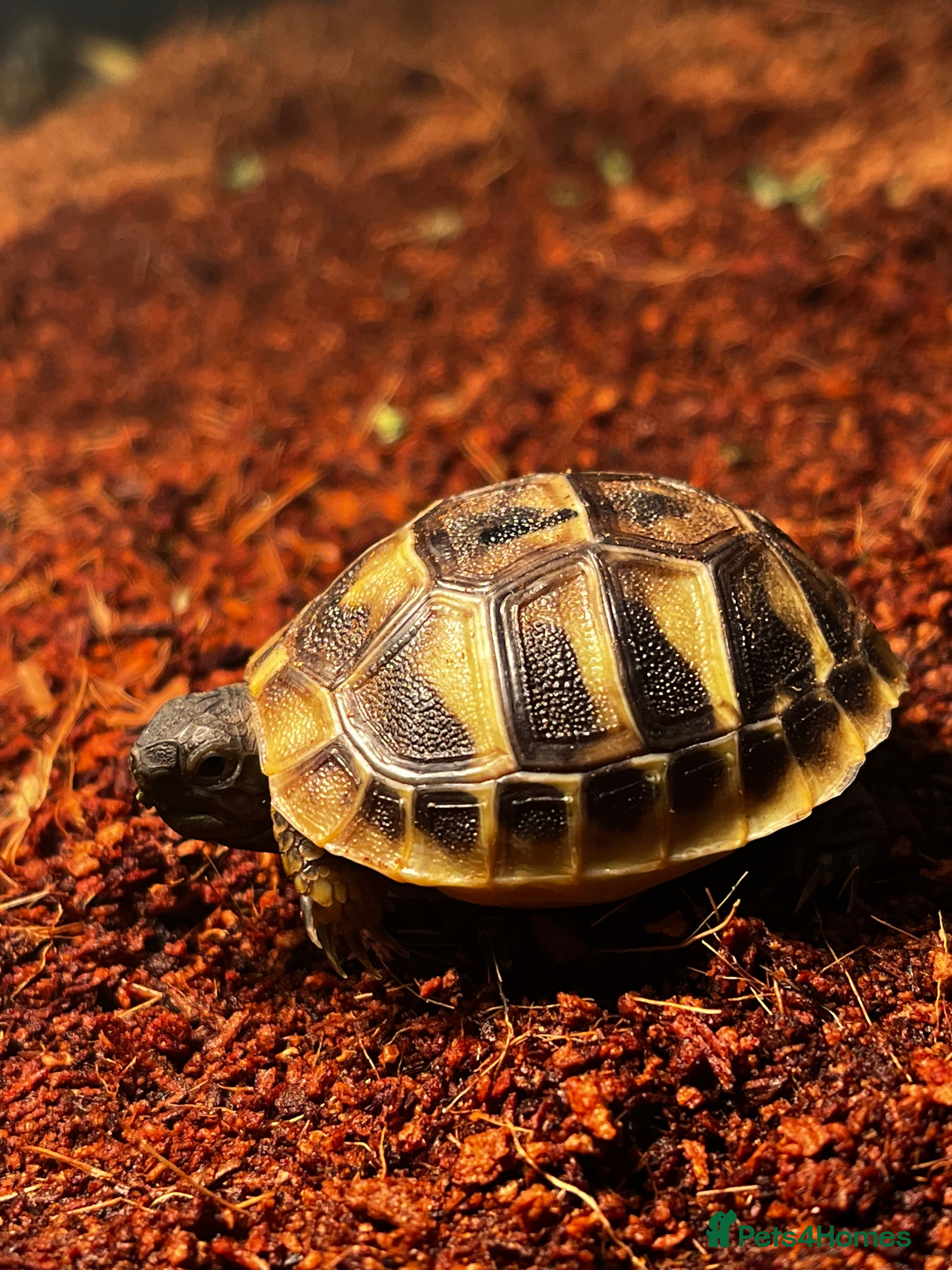Tortoise reptiles Baby Herman Tortoise for sale - Advert 1