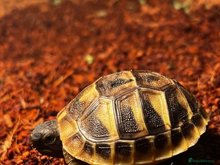 Tortoise reptiles Baby Herman Tortoise for sale - Advert 1