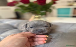 Staffordshire Bull Terrier dogs for sale: Blue Staffordshire Bull Terrier KC registered  - Image 9