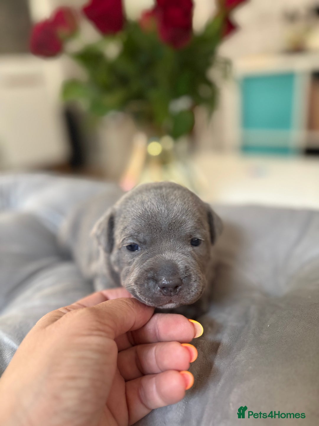 Staffordshire Bull Terrier dogs for sale: Blue Staffordshire Bull Terrier KC registered  - Image 9