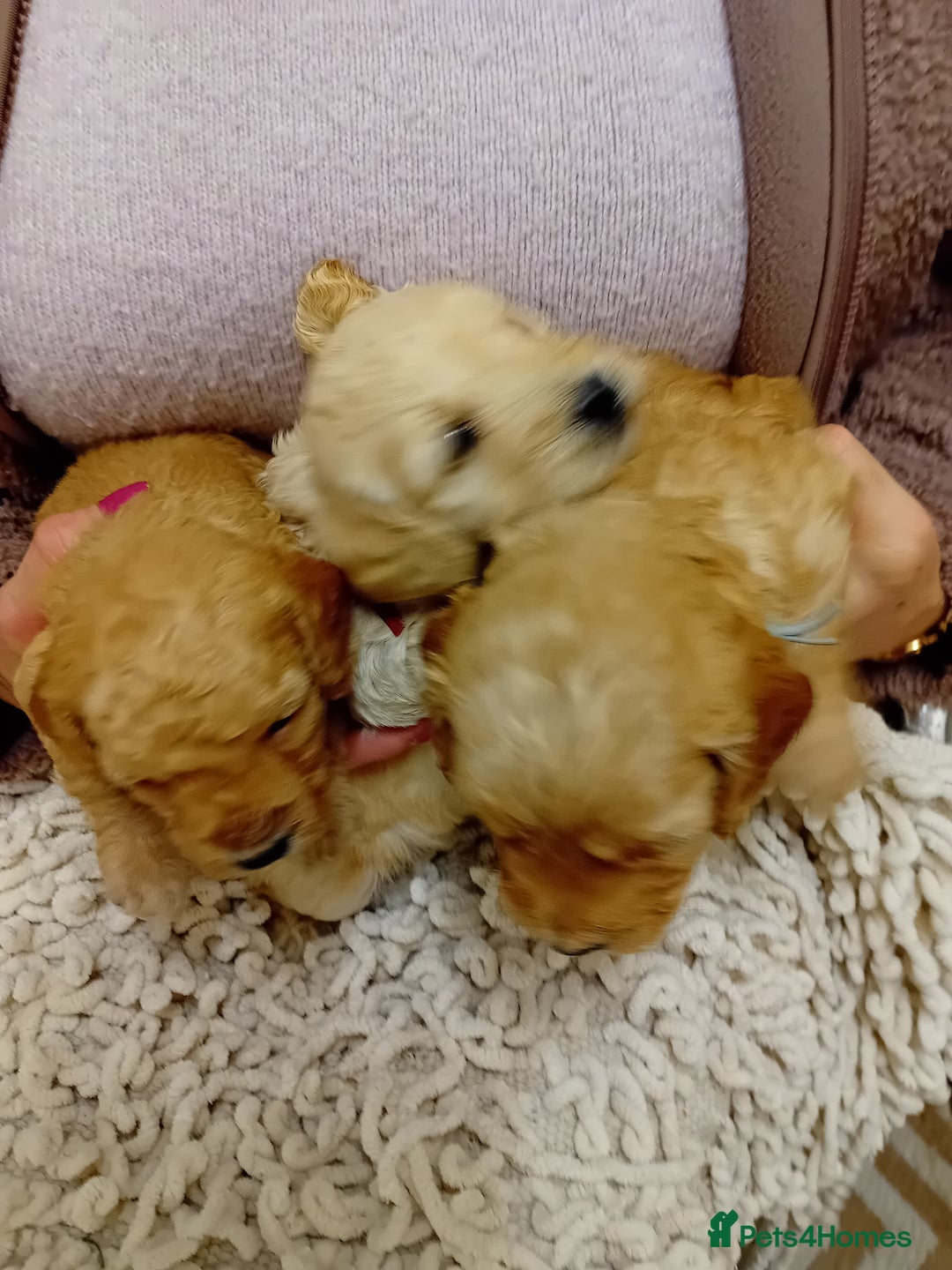 Cockapoo dogs for sale: Stunning Cockapoo puppies - Advert 3
