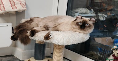 American Curl cats - Advert 15