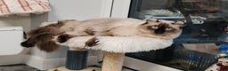 American Curl cats for sale: Two very rare and wonderful kittens for sale - Advert 33