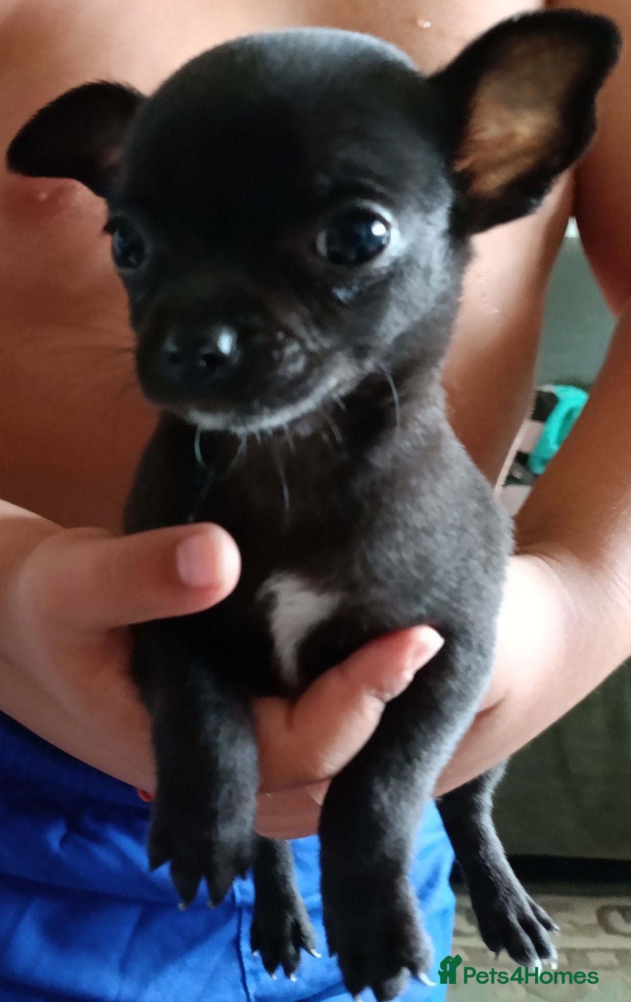 Chihuahua dogs 1 black boy 1 cream girl 1 brown girl chihuahuas - Advert 2