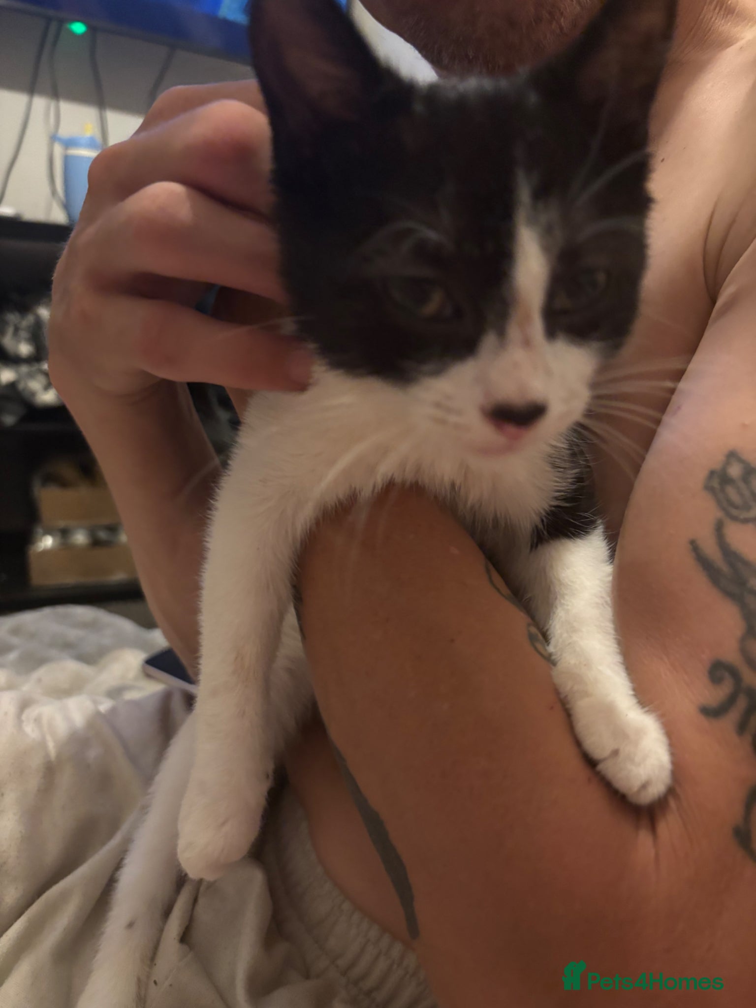 Mixed Breed cats for sale: Black and white kitten £30  - Advert 2