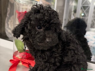 Cockapoo dogs Beautiful Cockapoo miniature (toy) black, tuxedo - Advert 6