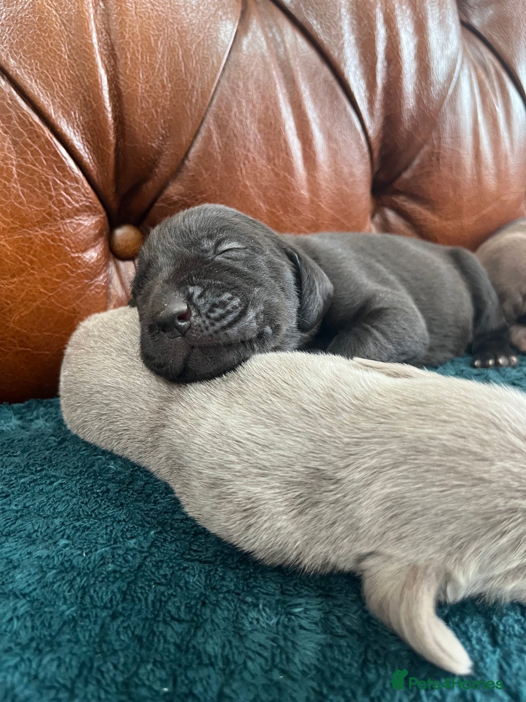 Mixed Breed dogs for sale: 6/9 F2 Weimador / Labmaraner  - Advert 17