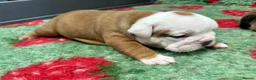 English Bulldog dogs for sale: Beautiful English Bulldog Puppies Available in Manchester - Advert 3
