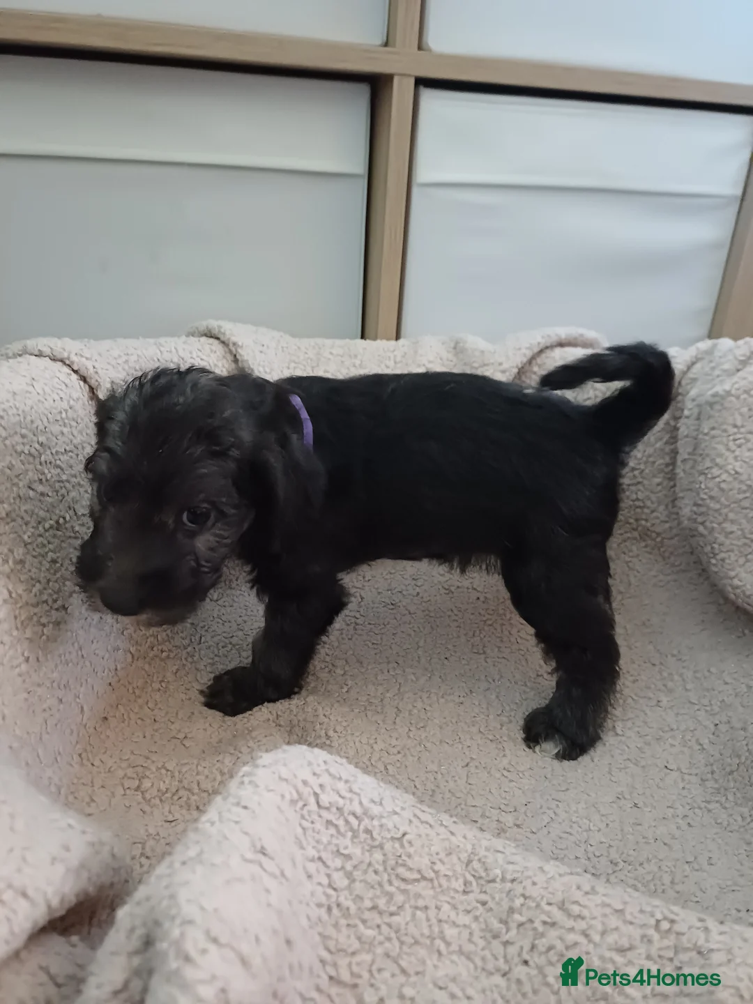 Mixed Breed dogs for sale: Bedlington x Whippet Puppies  - Advert 3