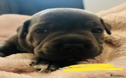 Staffordshire Bull Terrier dogs for sale: KC Registered Blue Staffordshire bull terrier - Image 29