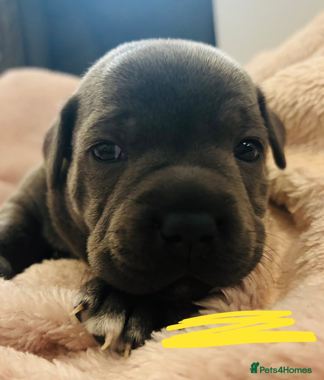 Staffordshire Bull Terrier dogs for sale: KC Registered Blue Staffordshire bull terrier - Image 29