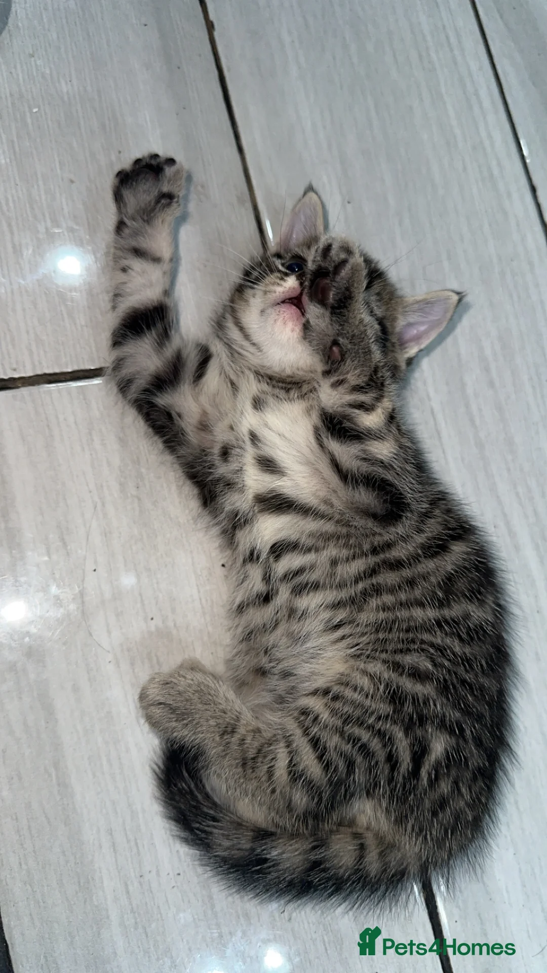 Domestic Shorthair cats for sale: Adorable tabby kittens and black kittens  - Advert 11