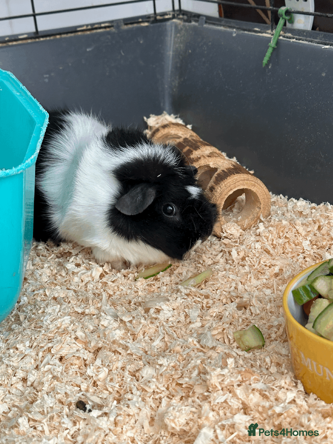 Guinea Pig rodents for sale: Female guinea pig pair (must stay together) - Advert 11