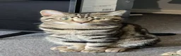 Domestic Shorthair cats for sale: 2 kitten - Advert 9