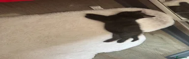 Mixed Breed Kitten 4