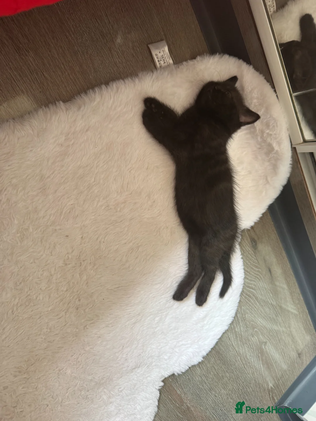 Mixed Breed cats for sale: Little kittens - Advert 1