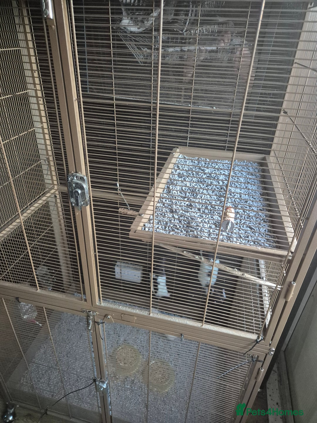 Rat rodents for sale: 4x male rats for sale with cage - Image 1