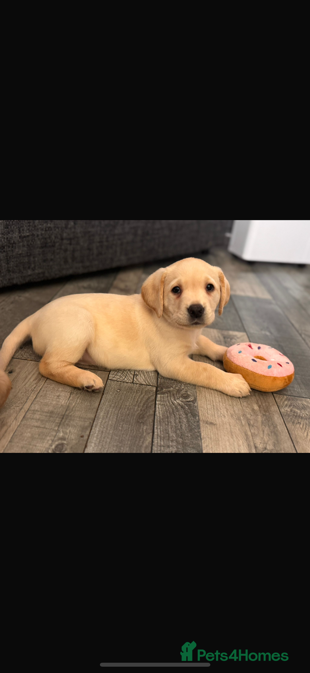 Labrador Retriever dogs for sale: Stunning litter of Labrador puppies - Advert 21