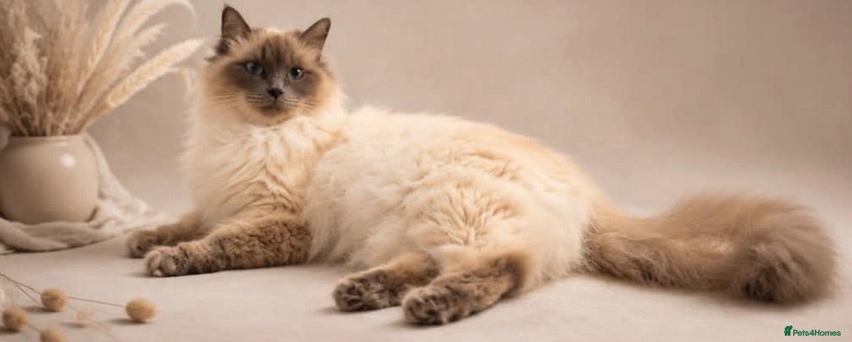 Ragdoll cats Adorable Ragdoll Cross Kittens – Fluffy - Advert 1