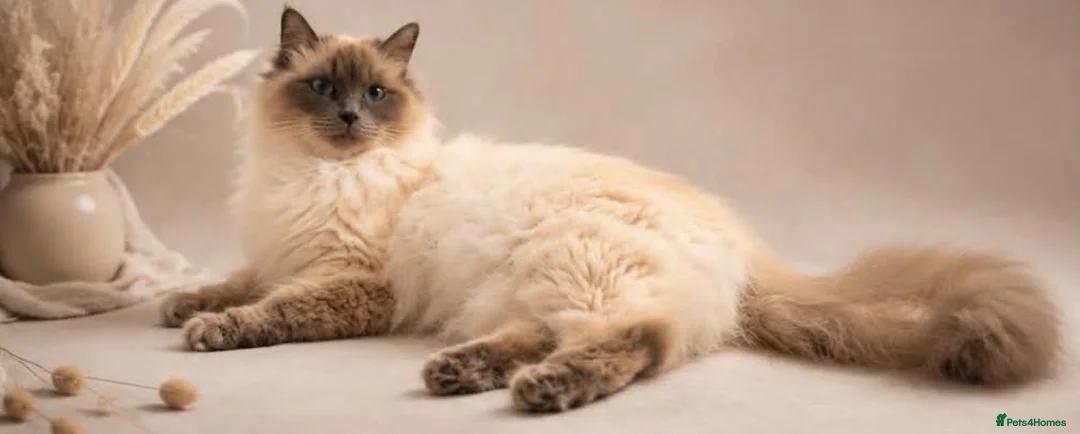 Ragdoll cats for sale: Adorable Ragdoll Cross Kittens – Fluffy - Advert 1