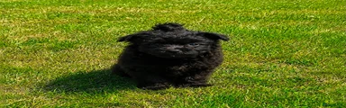 Pomeranian 1