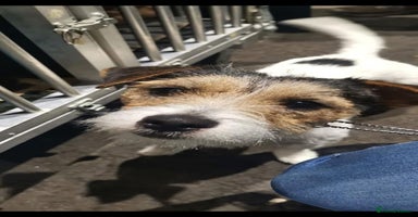 Parson Russell dogs - Advert 5
