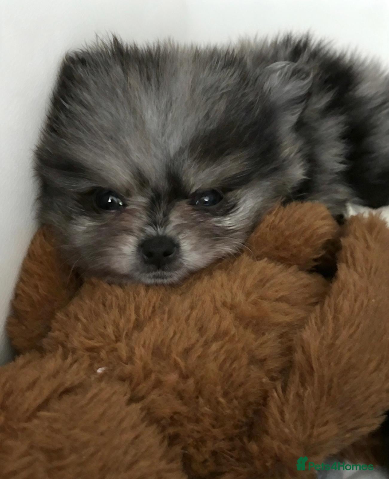 Pomeranian dogs ✨Four Mini Little Gems 💎🐾🐶✨💜🧡🩶🤎 - Advert 2