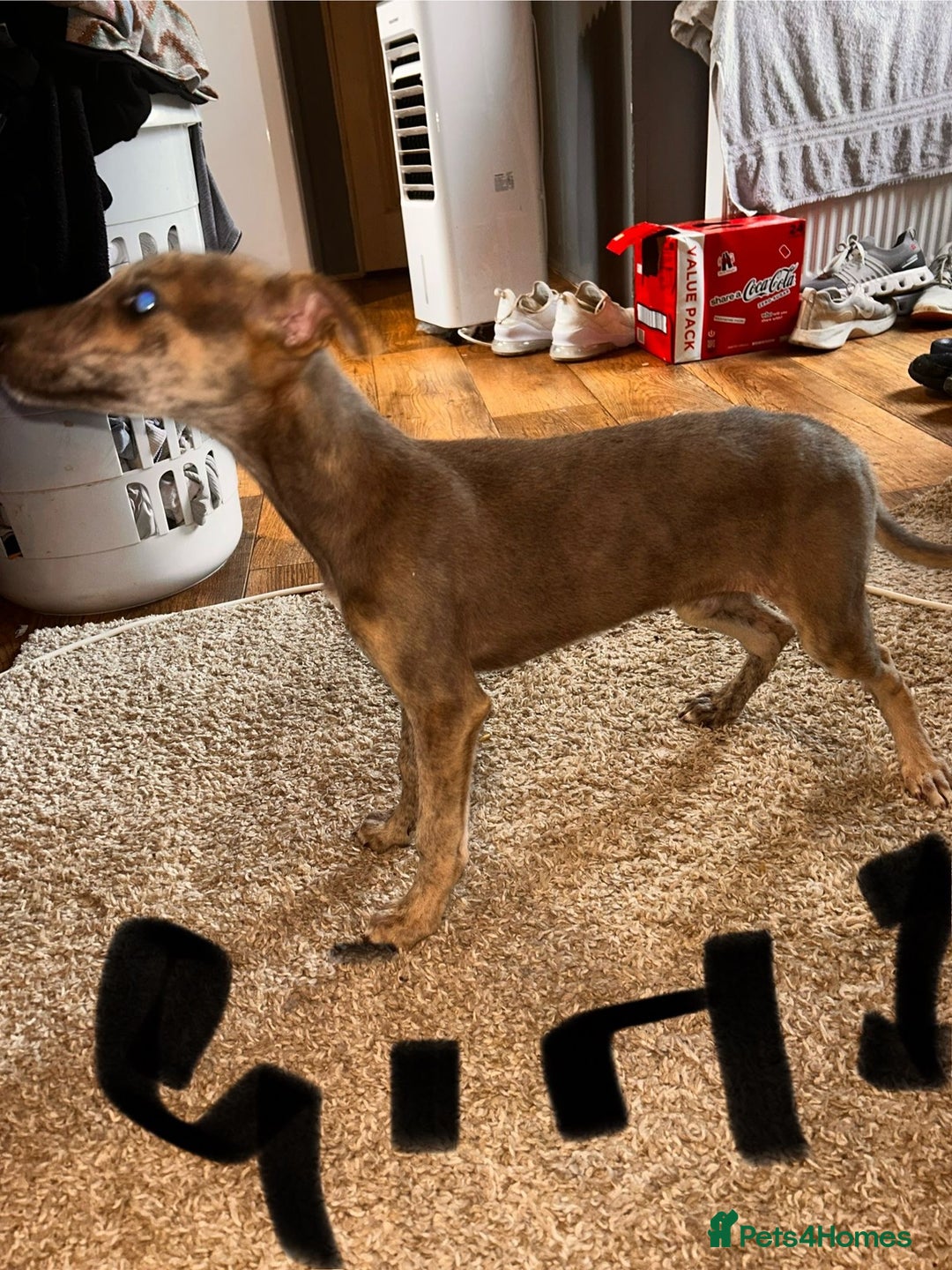 Mixed Breed dogs for sale: Beautiful puppies for sale!!!  - Image 20