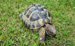 Hermann Tortoise reptiles for sale: Meet Speedy. 10 years male Hermann Tortoise  - Image 1