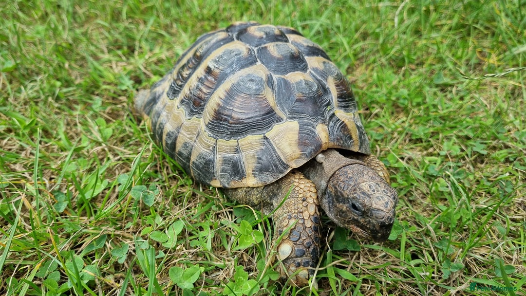 Hermann Tortoise reptiles for sale: Meet Speedy. 10 years male Hermann Tortoise  - Image 1
