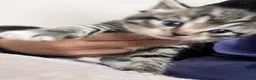 Mixed Breed cats for sale: Ragdoll X kittens REDUCED** - Advert 23